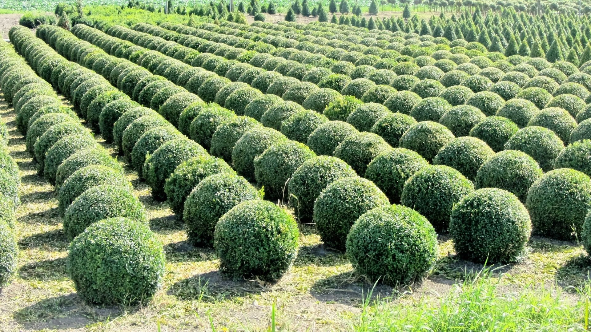 Sakarya Şimşir